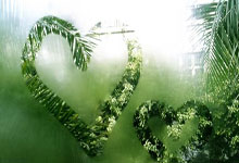 绿军新秀强势崛起，引发球迷狂热